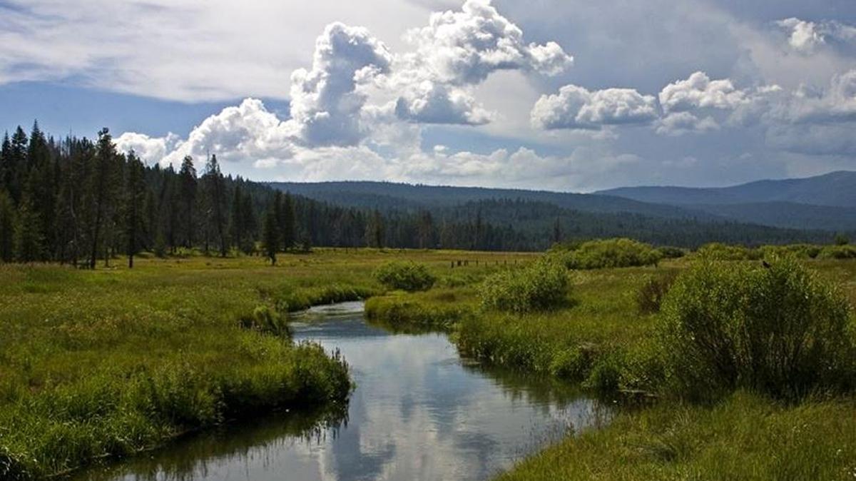 Yellow Creek in Humbug Valley is among the streams in the upper Feather River watershed sampled for trout and invasive species DNA before a Trout Unlimited project to protect and restore fish habitat.
