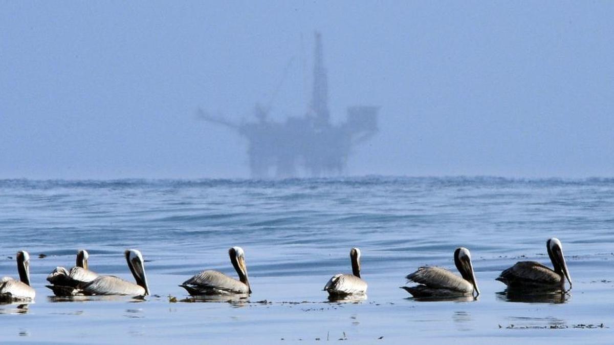 Pelicans float on the water with an offshore oil platform in the background in the Santa Barbara Channel. The Trump administration on Jan. 4 to vastly expand offshore drilling.