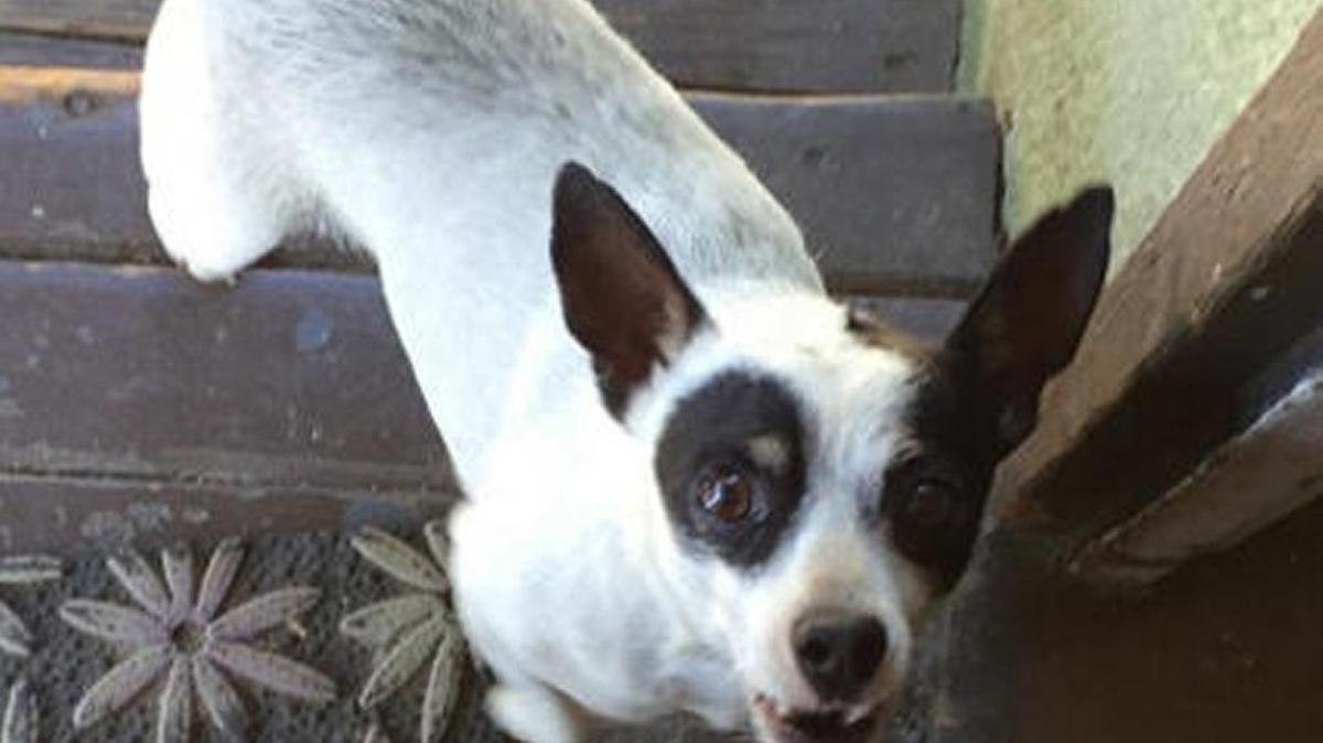 Jose Jesus Vivanco’s little dog, Chato, was adopted by one of the author’s neighbors after Vivanco, a homeless denizen of Tahoe Park, died Oct. 23.