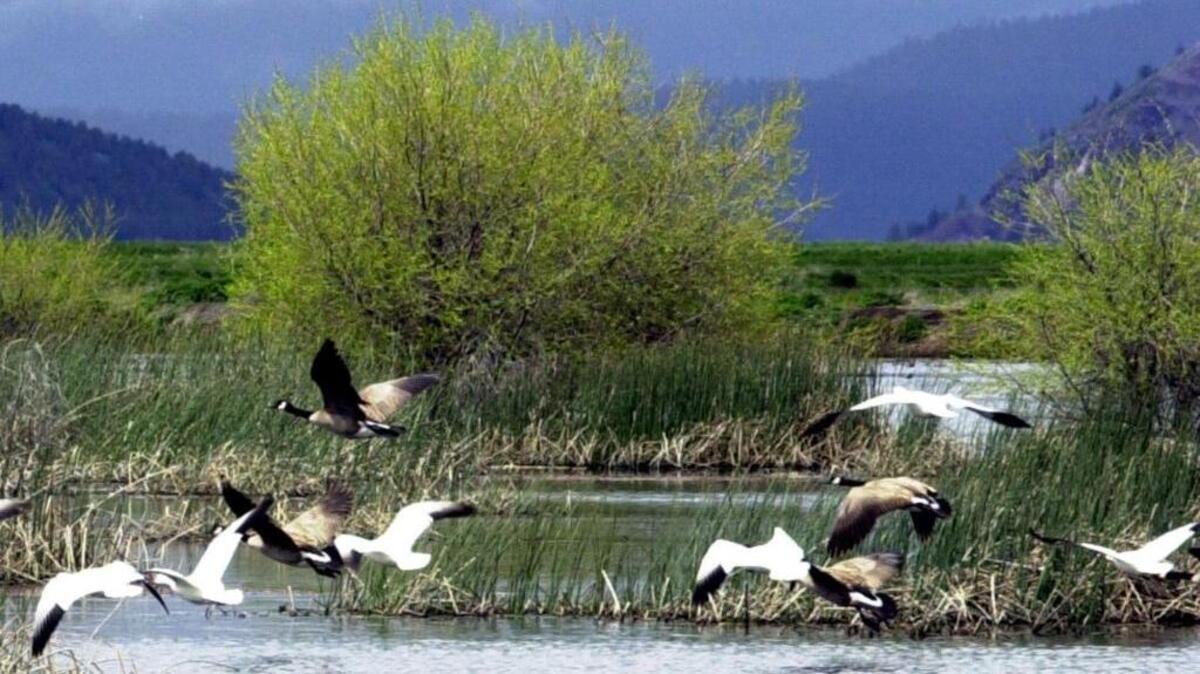 In this 2005 file photo, snow geese and Canada geese prepare to land on marsh at the Lower Klamath National Wildlife Refuge. In two recent agreements to tear down four dams on the Klamath River, the 310-square-mile Klamath Basin Wildlife Refuge complex is left high and dry.