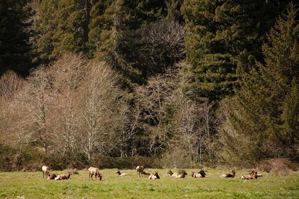 A herd of Roosevelt elk graze in a meadow near Prairie Creek in Redwood National and State Park on the northern California coast.