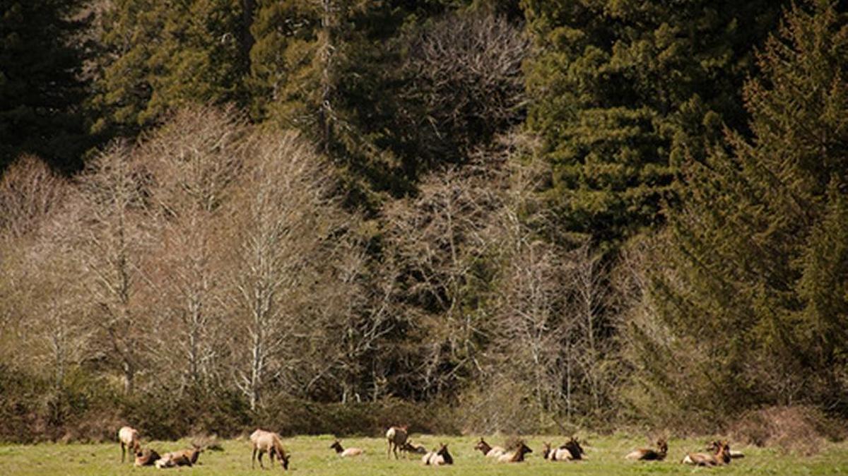 A herd of Roosevelt elk graze in a meadow near Prairie Creek in Redwood National and State Park on the northern California coast.