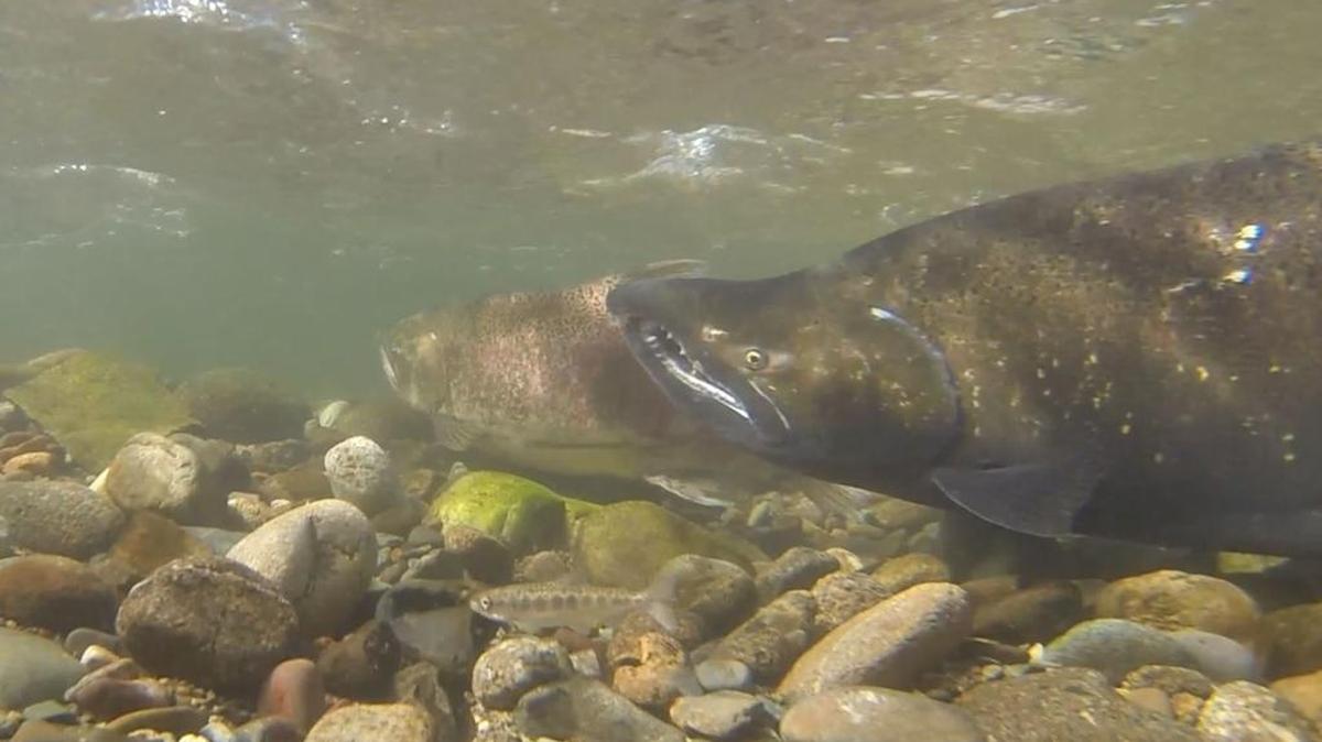 An endangered Chinook salmon in the Eel River, one of California’s least altered watersheds. Scientists say it could serve as a stronghold where fish can maintain populations while degraded habitat is restored.