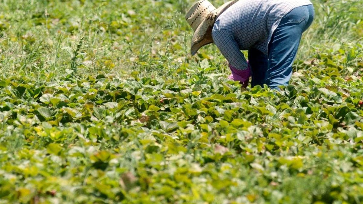 A farm worker picks vegetables for a produce stand in 2016 in Modesto. Per capita income in the Central Valley is 30 percent below the statewide average.
