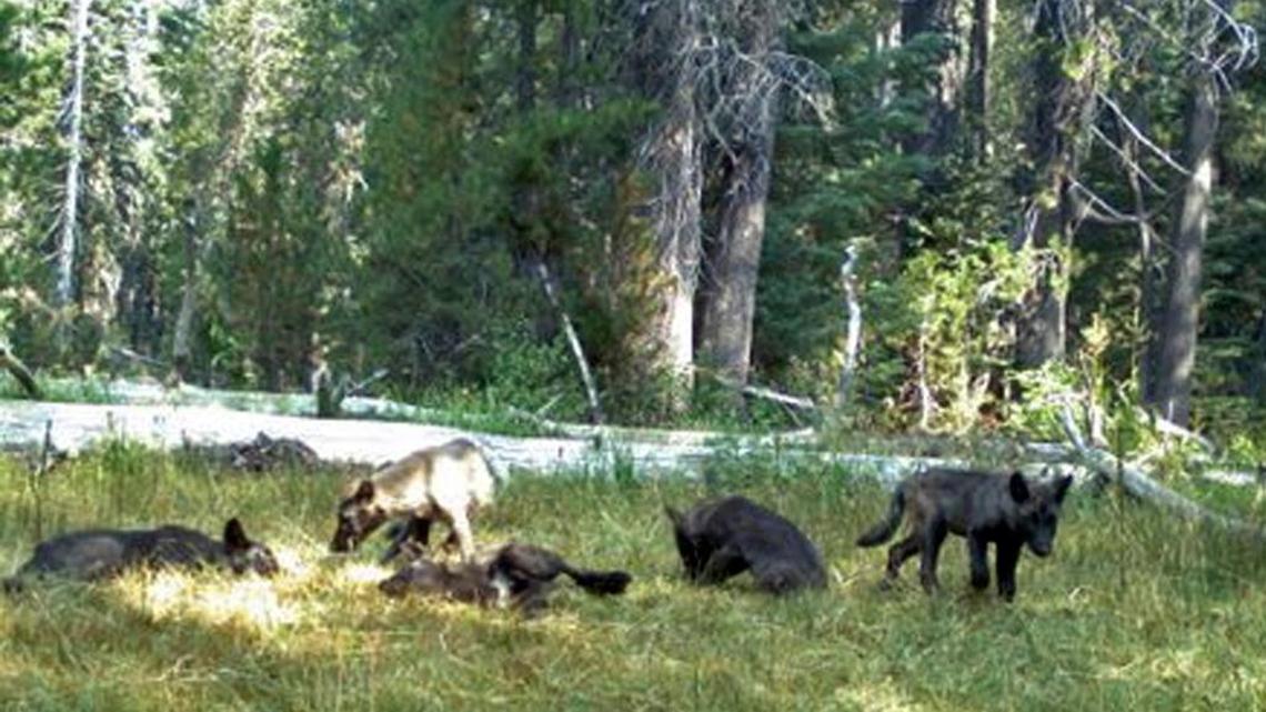 The California Department of Fish and Wildlife confirmed released images in 2015 of a family of wolves, known as the Shasta pack, in southeastern Siskiyou County.