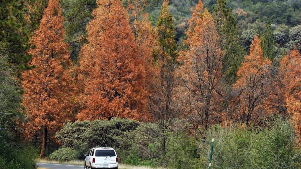 
Diseased and dying ponderosa pine are seen along Highway 180 at the Snowline Lodge area near Dunlap.
