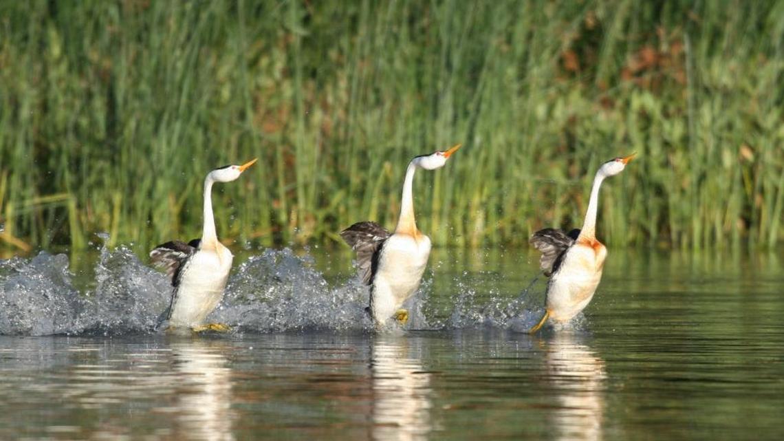 The courtship dance of Clark’s grebes, which sometimes involves three birds, launches breeding and nesting at Clear Lake, one of California’s primary summer habitats for grebes. (Floyd Hayes/Redbud Audubon)