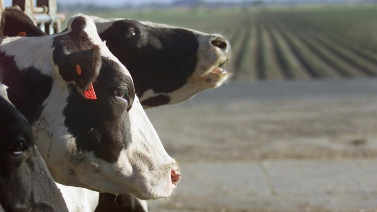 Milk produced by California cows is a multibillion-dollar business, thanks in part to NAFTA exports. A trade war with Mexico could harm California's dairy industry.