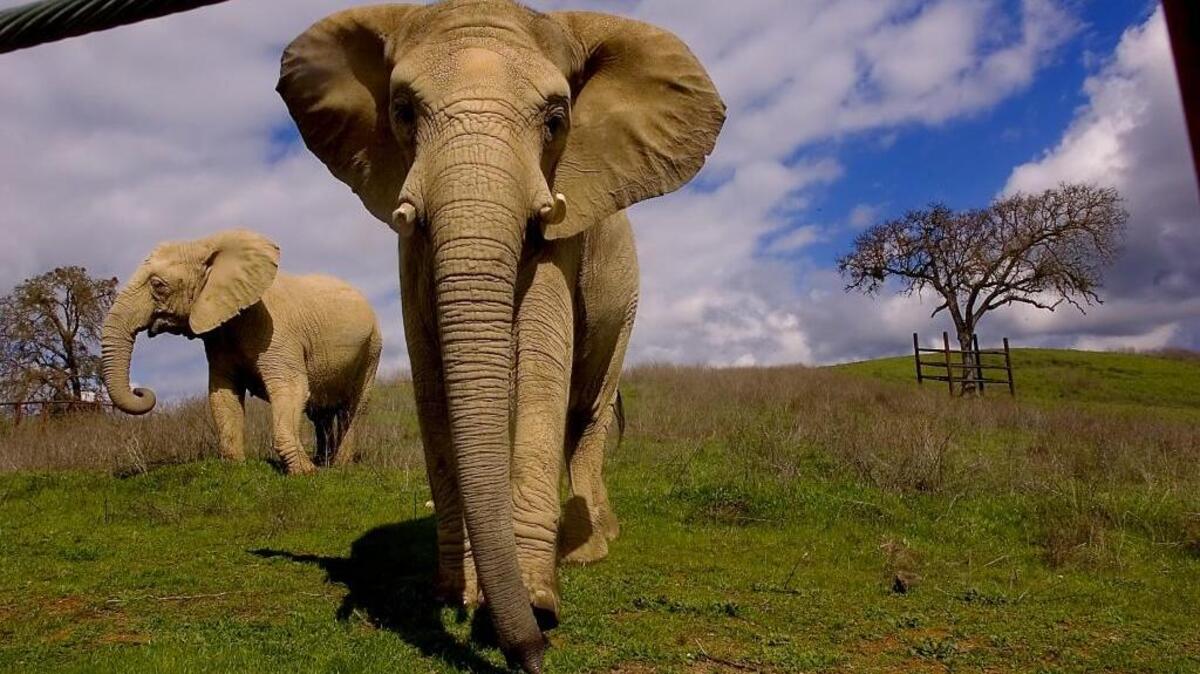 Plans to introduce captive elephants onto a cattle ranch are being considered by Tehama County, which is scheduled to make public an in-depth environmental review next year. The Performing Animal Welfare Society offers sanctuary for elephants, shown here, in San Andreas.