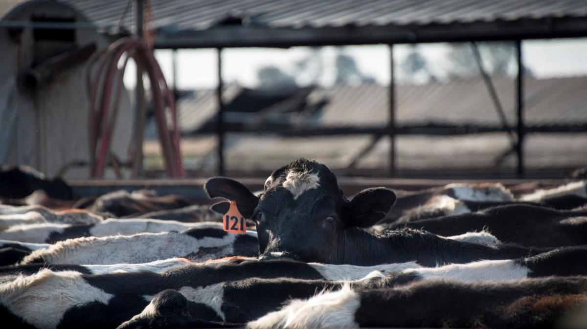 Tariffs announced this month by China affect soybeans, pork and a wide array of U.S. dairy products, including those produced by these cows at the Rocha Bros. Dairy in Galt.