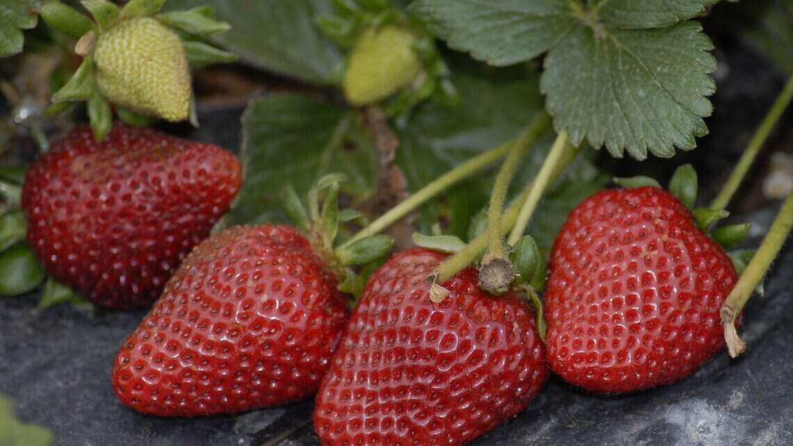 These 6 Northern California farms let you pick your own strawberries, cherries and more
