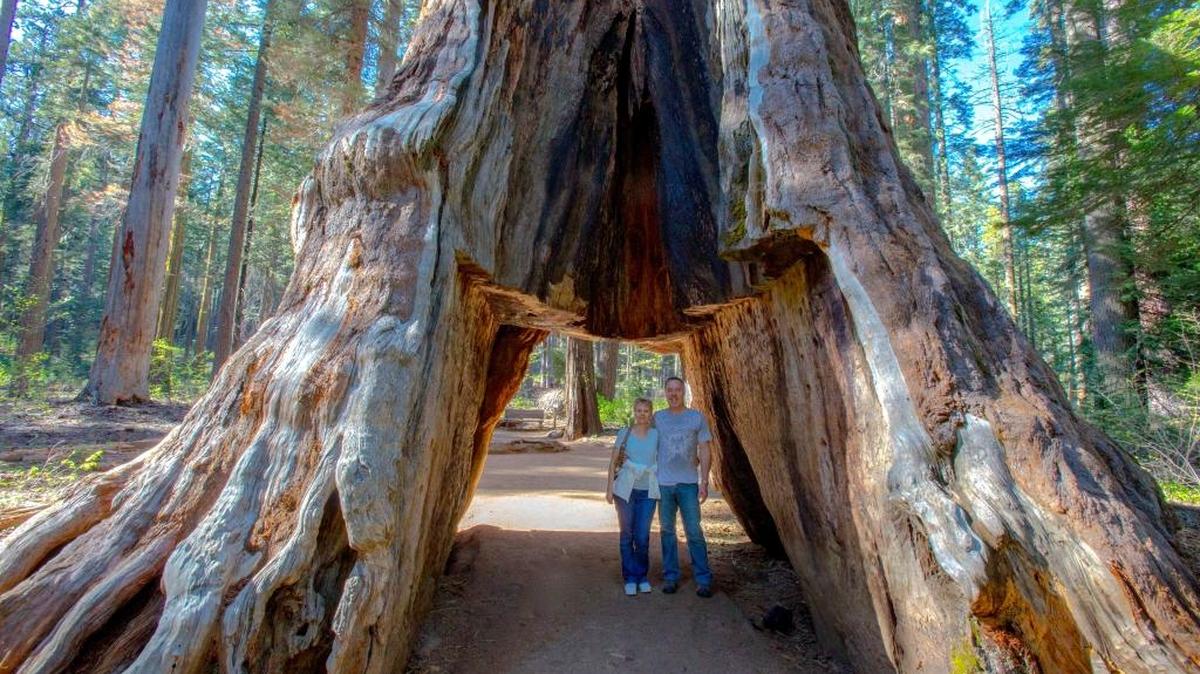 Michigan tourists John and Lesley Ripper pose in 2015 in the Pioneer Cabin tunnel tree, which fell during last weekend’s storms.