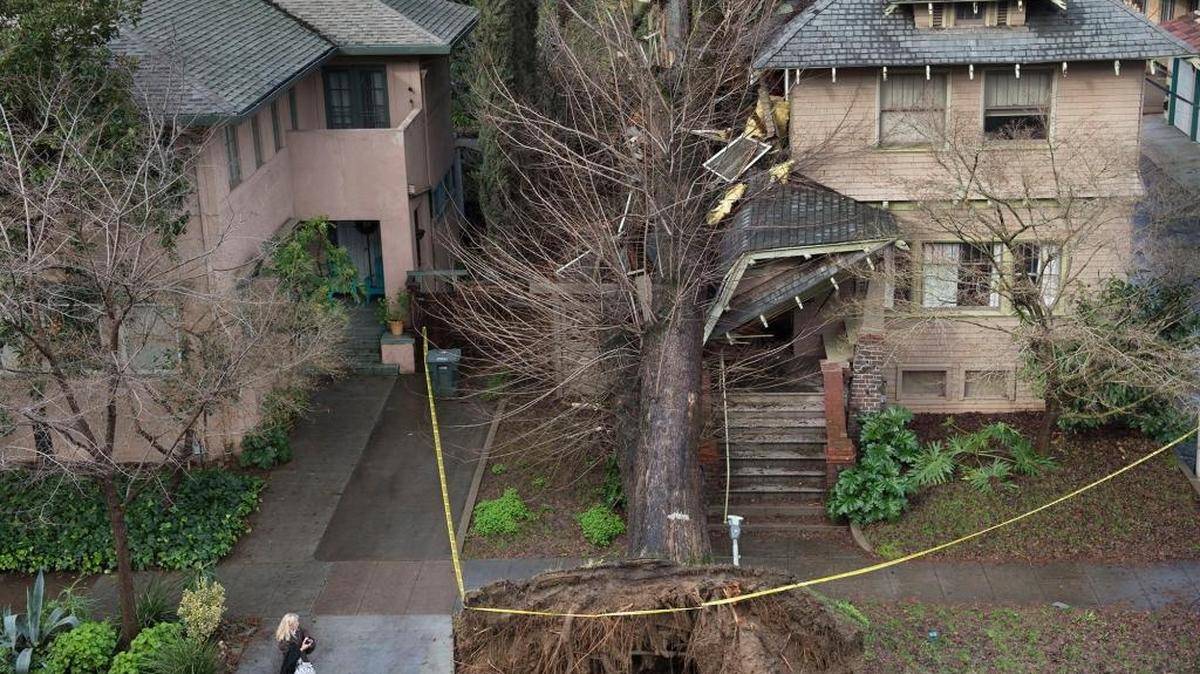 A large tree lies on a home at 1216 27th St. on Jan. 19 in Sacramento. The midtown home was heavily damaged by a tree toppled by high winds.