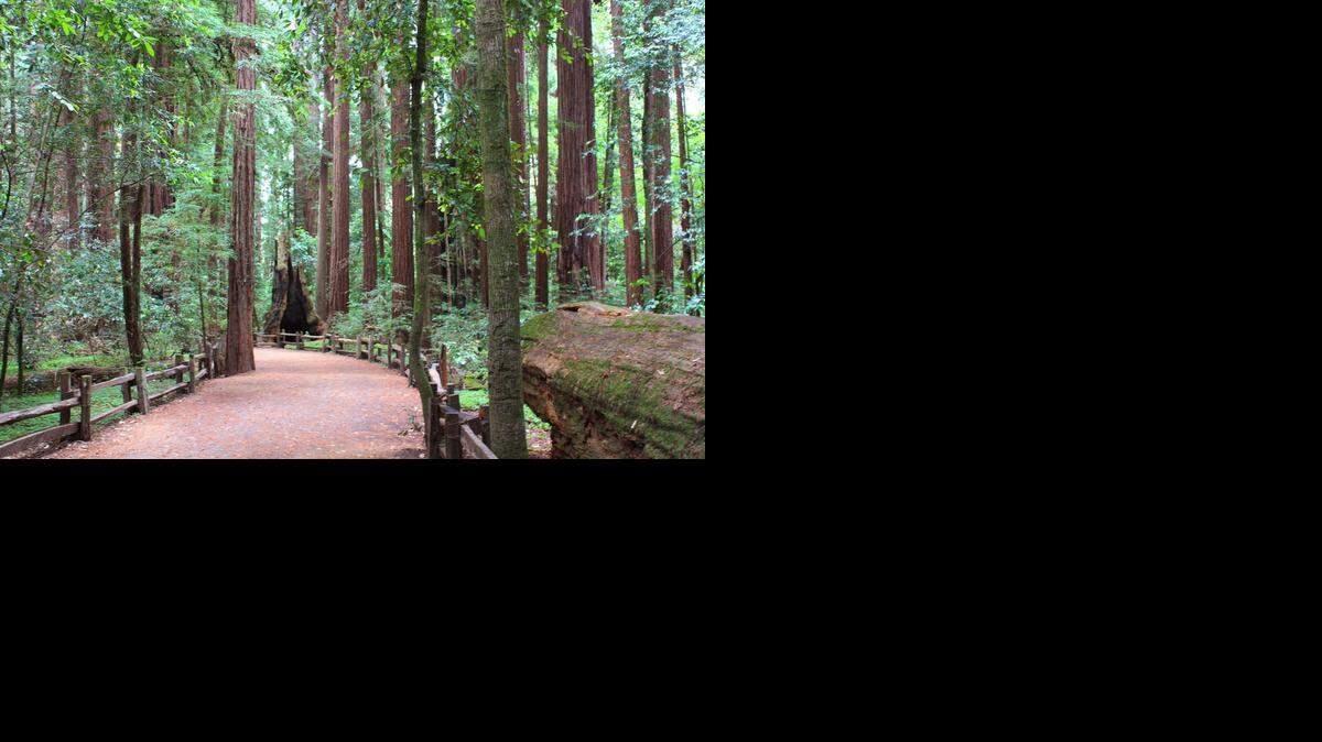 
A new report calls for expanding access to California’s state parks, including Henry Cowell Redwoods State Park in the Santa Cruz Mountains.
