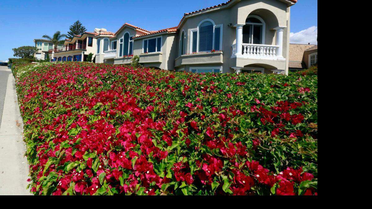 
A large bed of flowers grows in front of housing in Newport Beach. Gov. Jerry Brown has ordered a 25 percent cut in urban residential water use. 
