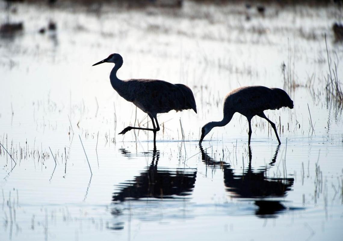 Sandhill cranes in the Woodbridge Ecological Reserve in San Joaquin County.