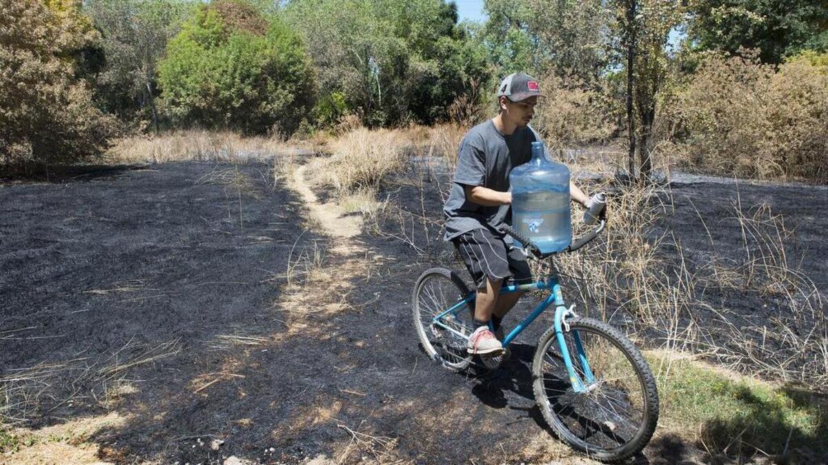 
A homeless man rides his bike through the remains of grass and trees in August after one of many fires this summer in Discovery Park. Many blame homeless people camping illegally for the blazes. 
