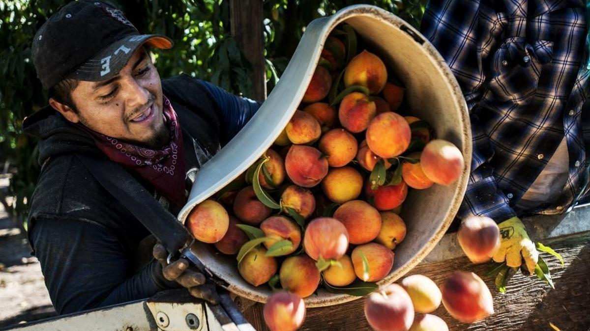 Juan Carlos Manuel of Merced, empties a container of freshly picked peaches on the orchard at Weimer Farms in Atwater, Calif., Thursday, July 16, 2015.