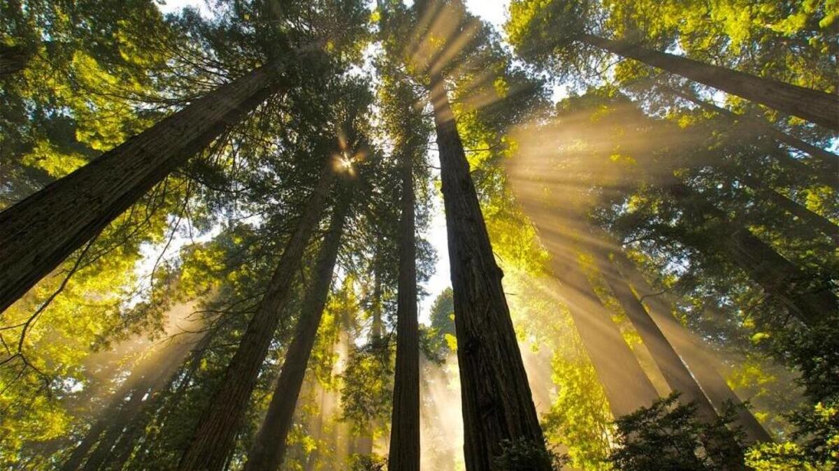 Del Norte Coast Redwoods State Park in Crescent City is among 116 for which free “Green Friday” passes have been offered.