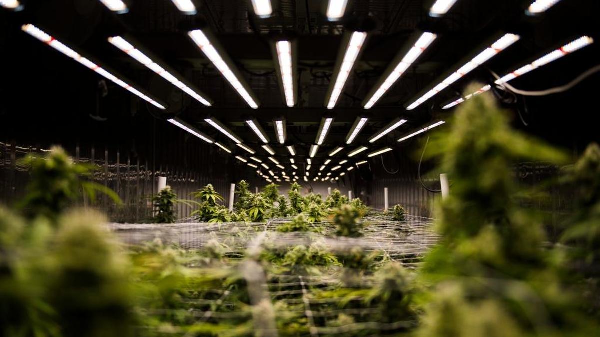 Super potent marijuana grows in a retrofitted shipping container. The commercial production and sale of recreational weed becomes legal in California on Jan. 1, and Sacramento is getting ready.