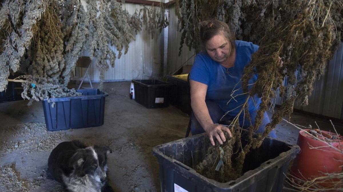 Jackie Scott pulls buds from a marijuana plant inside her barn in the Capay Valley. The northwest corner of Yolo County is the hot spot for legal marijuana farming in the region. Yolo voters will decide June 5 on a cannabis cultivation tax.