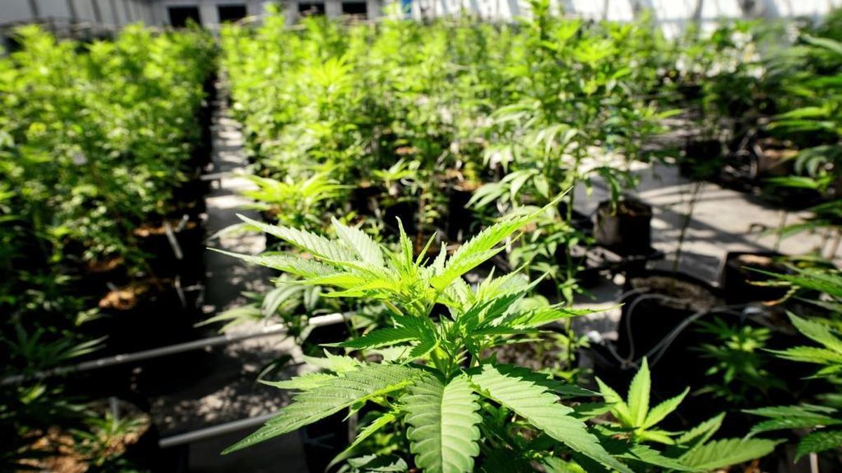 Marijuana plants grow at a greenhouse.