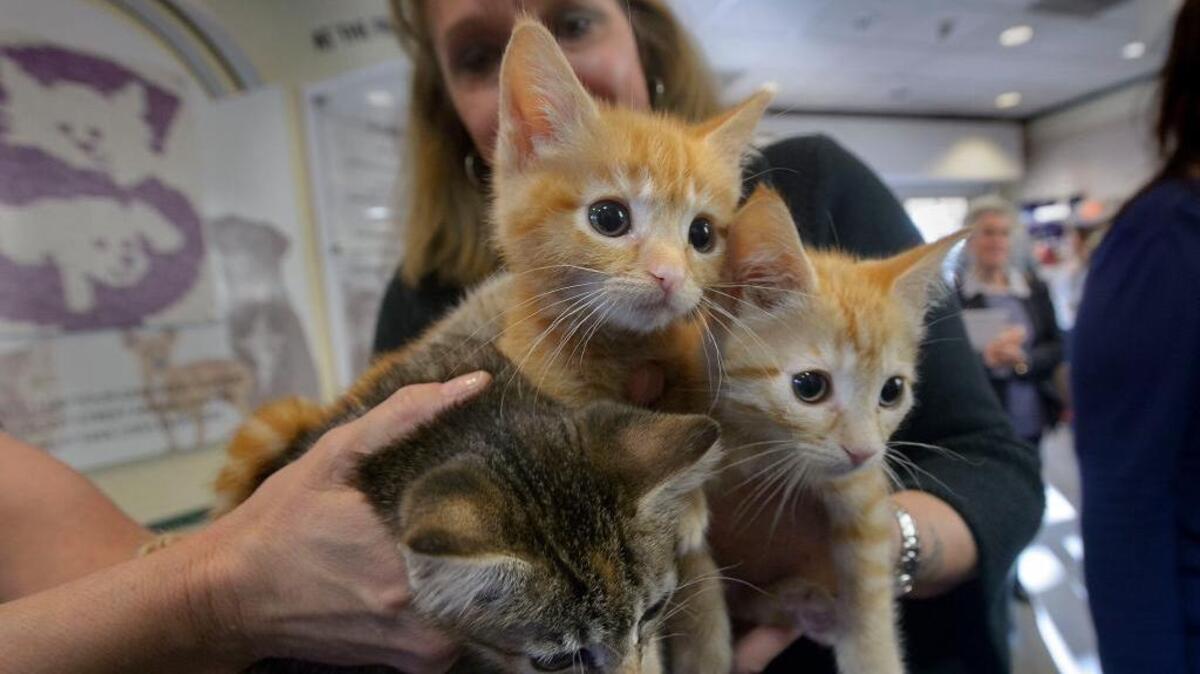 Three kittens were offered for adoption at the Sacramento animal shelter last November.