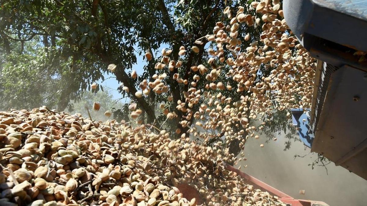 Thousands of almonds fill a trailer during harvest at a Madera County orchard. Almonds, California’s most lucrative crop, are threatened by President Trump’s trade war.
