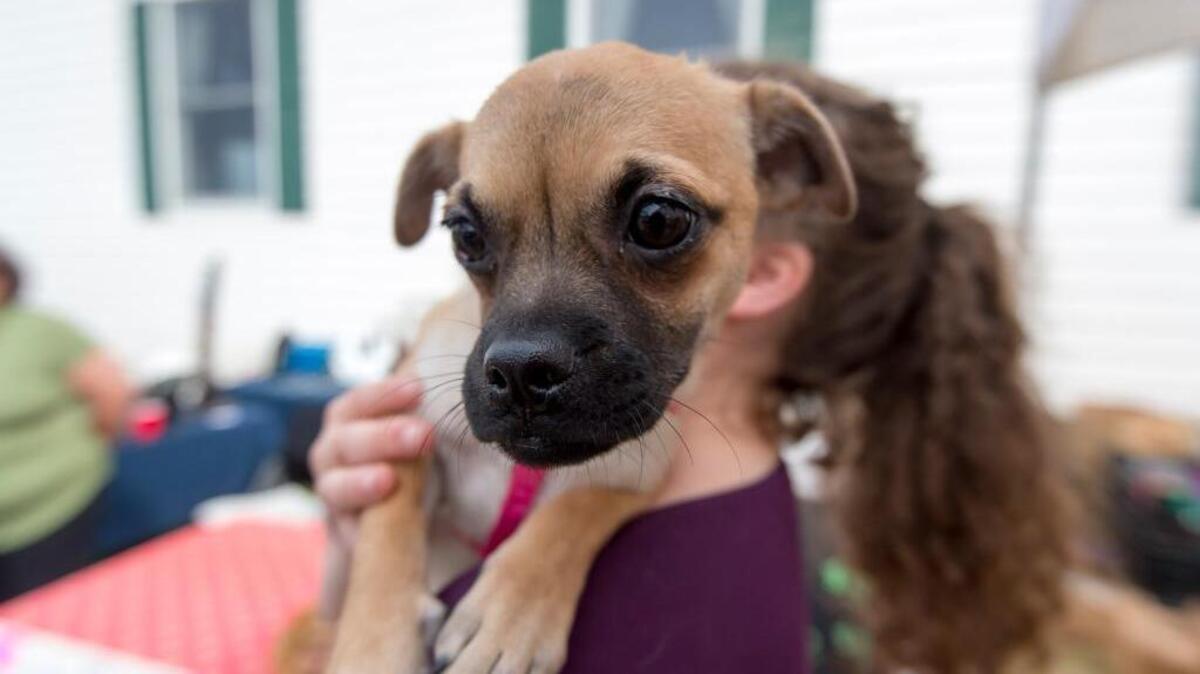 Elyse Green holds Ellie the dog in Ramsey.