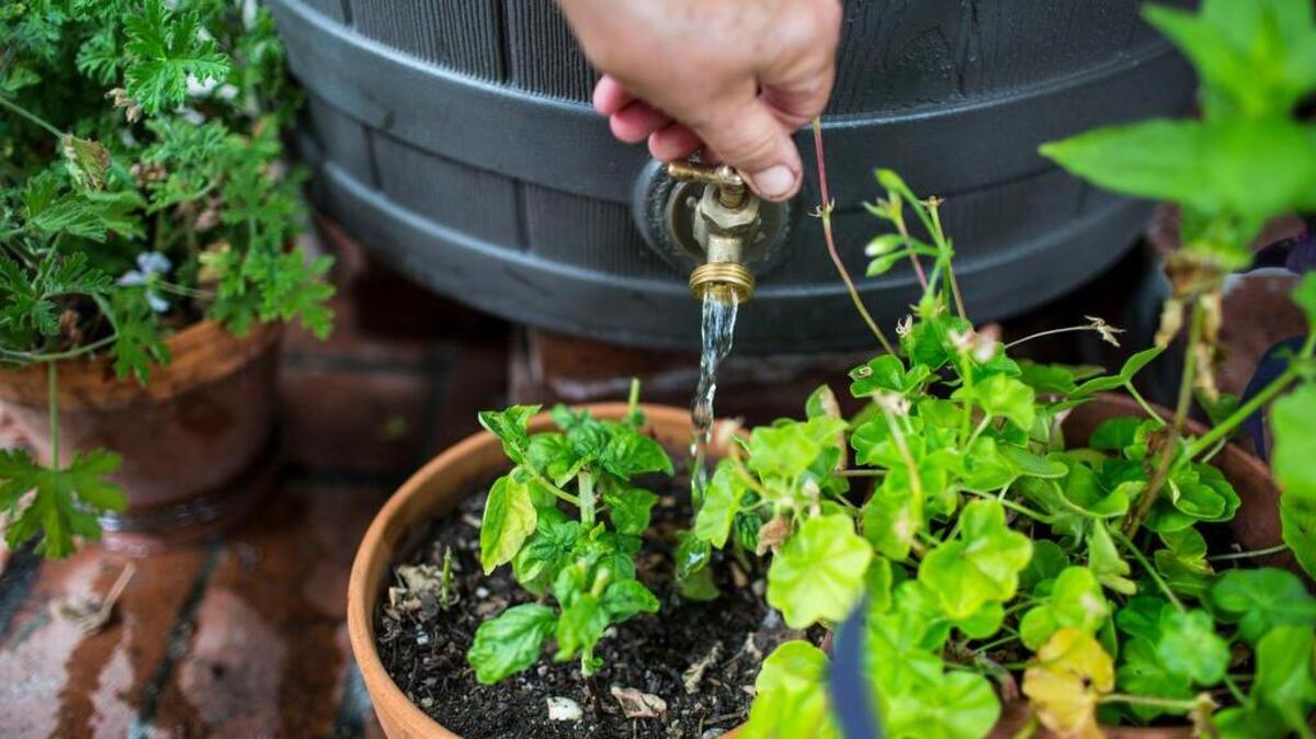 
A homeowner waters plants from a rain barrel.