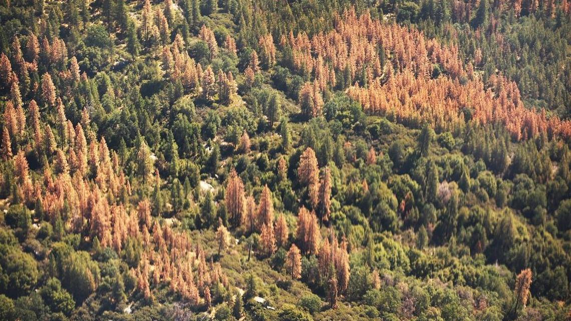 Large swaths of brown dead trees contrast against the green of the living trees on the western slopes of the Sierra Nevada east of the San Joaquin Valley, on July 28, 2015. (Al Seib/Los Angels Times/TNS)