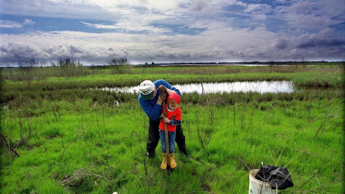 Dale Jones of Galt helps his son Daniel plant acorns at a habitat restoration project south of Sacramento.
