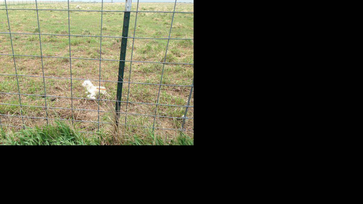 
A lamb lies abandoned by its mother in a field at the U.S. Meat Animal Research Center in Clay Center, Neb., in May 2014. The center has made agricultural achievements for the growing population of consumers, but those marks have come at a steep cost to the welfare of the animals involved. 
