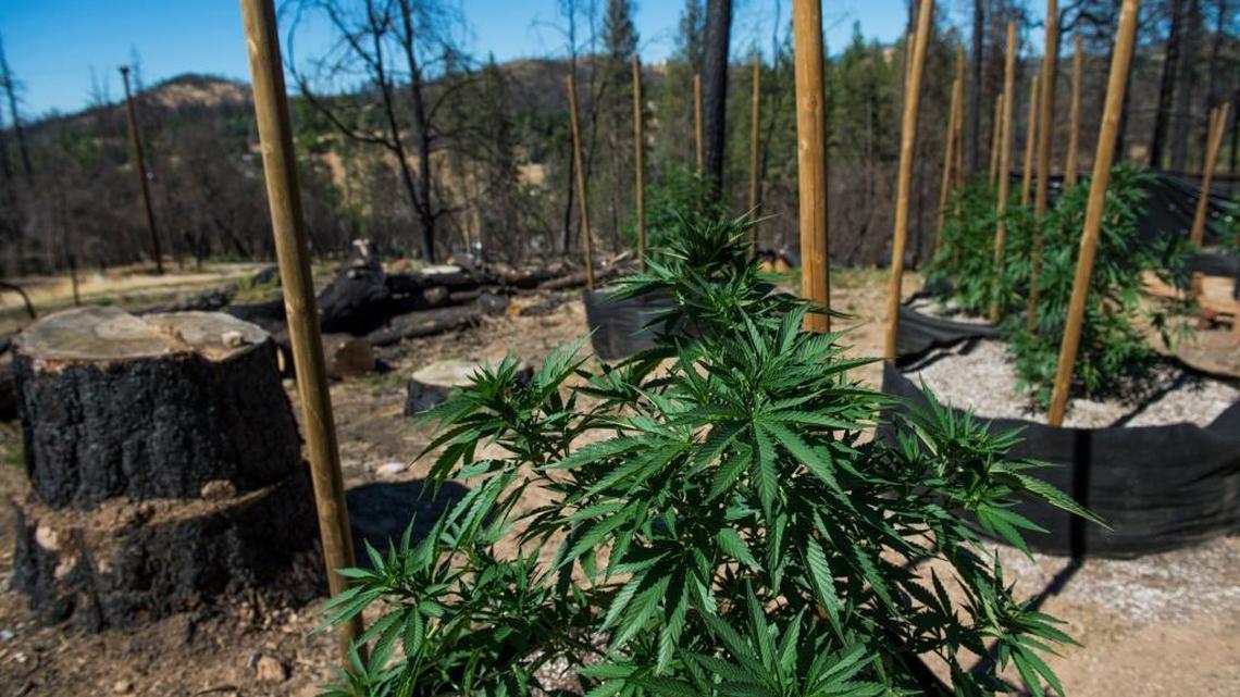 A pot farm in Calaveras County, Calif. Despite the growth in the medical marijuana industry, the U.S. Drug Enforcement Administration reaffirmed Thursday that pot belongs on the nation’s list of dangerous Schedule 1 drugs.