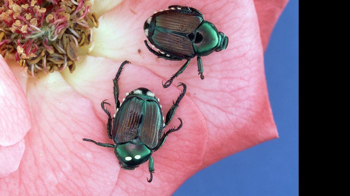 
Japanese beetle eradication has riled homeowners in Carmichael and Fair Oaks, but the bugs pose a real agricultural risk.
