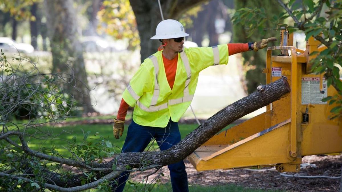 
John Krecek of the Sacramento Department of Public Works puts tree branches in a wood chipper last month. The branches were taken from 66 trees in poor health removed from William Land Park.
