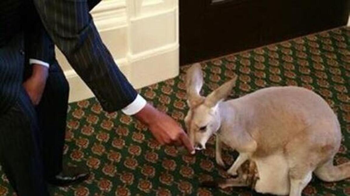 
Assemblyman Mike Gipson met a joey as part of Sea World’s Capitol lobby day in June.
