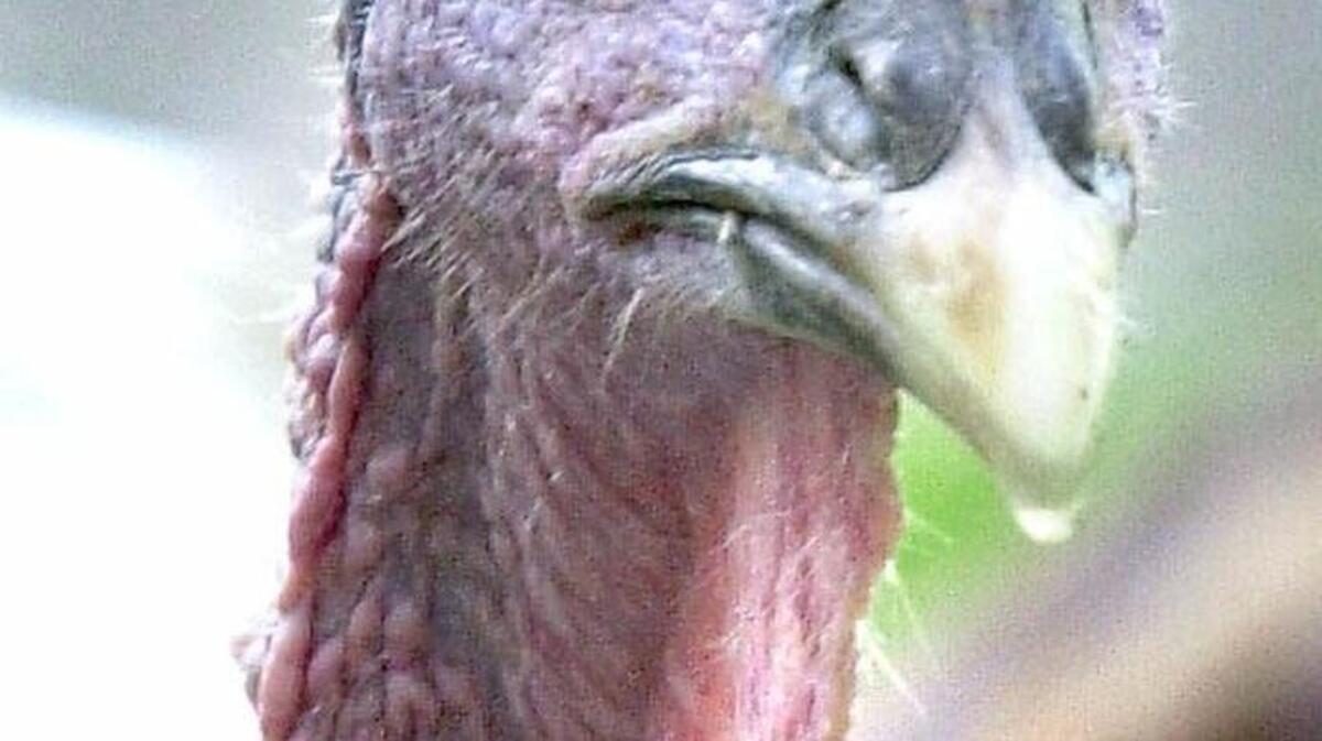 
Not to defame the noble bird, but Jerry Brown needs to sharpen his veto pen and kill numerous turkey bills.

