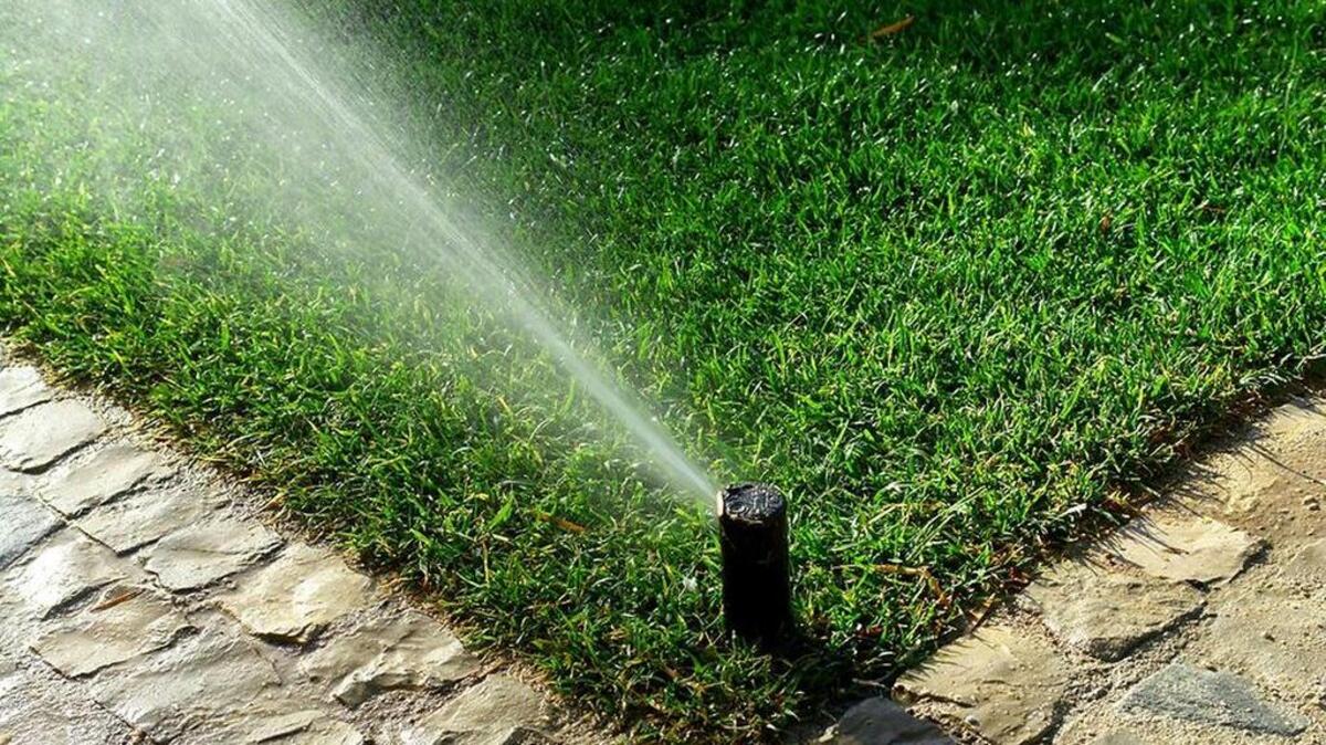 
The four-year drought is forcing changes in water conservation policies in the state. Sacramento, Davis and other cities only allow residents to water their lawns a few days per week.
