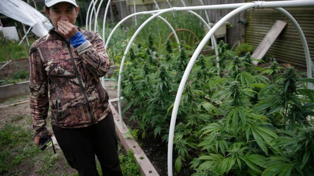 Sunshine Johnston stops to smell one of numerous cannabis crops grown on Sunbodt Farms in Humboldt County, Calif.