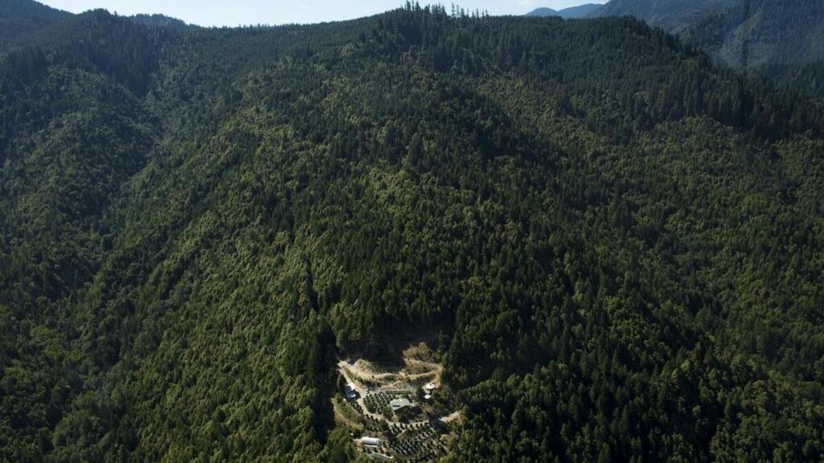 Commercial-style farms grow marijuana in mountainous timberland clearings above Highway 299 near Willow Creek in 2015.