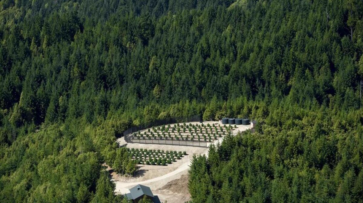 
Commercial-style farms grow marijuana in timberland near Willow Creek in Humboldt County. The California Department of Fish and Wildlife Watershed Enforcement Team and State Water Resources Control Board document the farms’ use of land and their relationship to the condition of the watershed.
