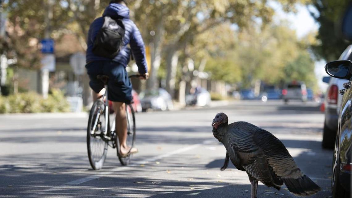 Wild turkeys roam SLO County — and they can get aggressive. Here’s what to do if you see one