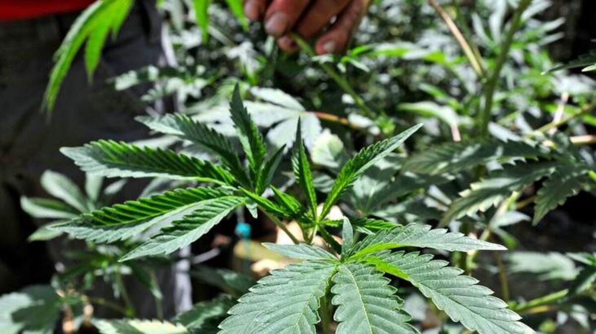 Letter writers speak out against the potential legalization of marijuana in California.