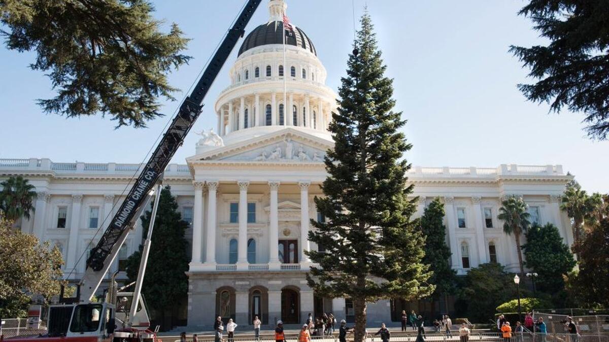 Workers guide a 61-foot white fir into place on the west side of the Capitol on Tuesday, Nov. 3, 2015. The fir, weighing nearly 6,000 pounds, was cut from the Latour State Demolition Forest in Shasta County and trucked to the Capitol where it will stand over the holidays.