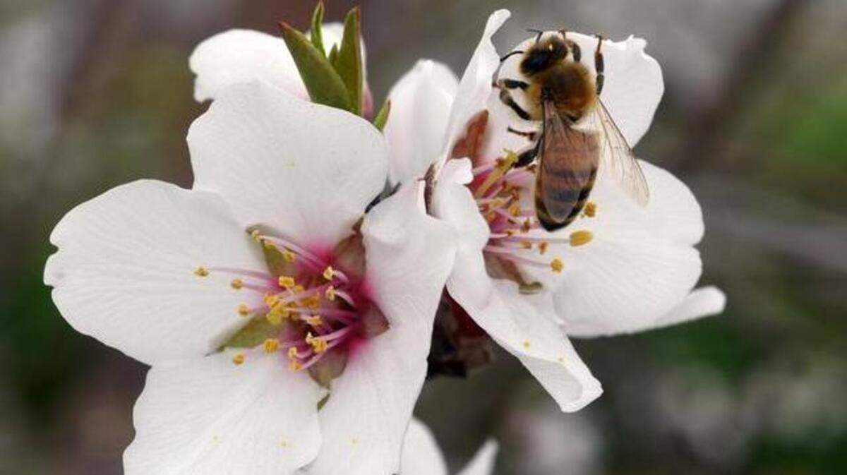 
A bee is hard at work on an almond blossom in an orchard near Oakdale.
