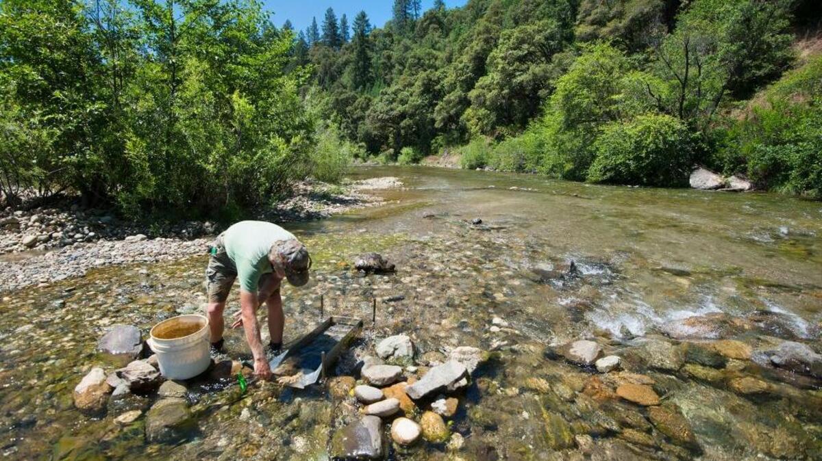 Gary Shaver of Sacramento puts material from a mud pit into a sluice box secured in the Bear River in June 2015 in Colfax.