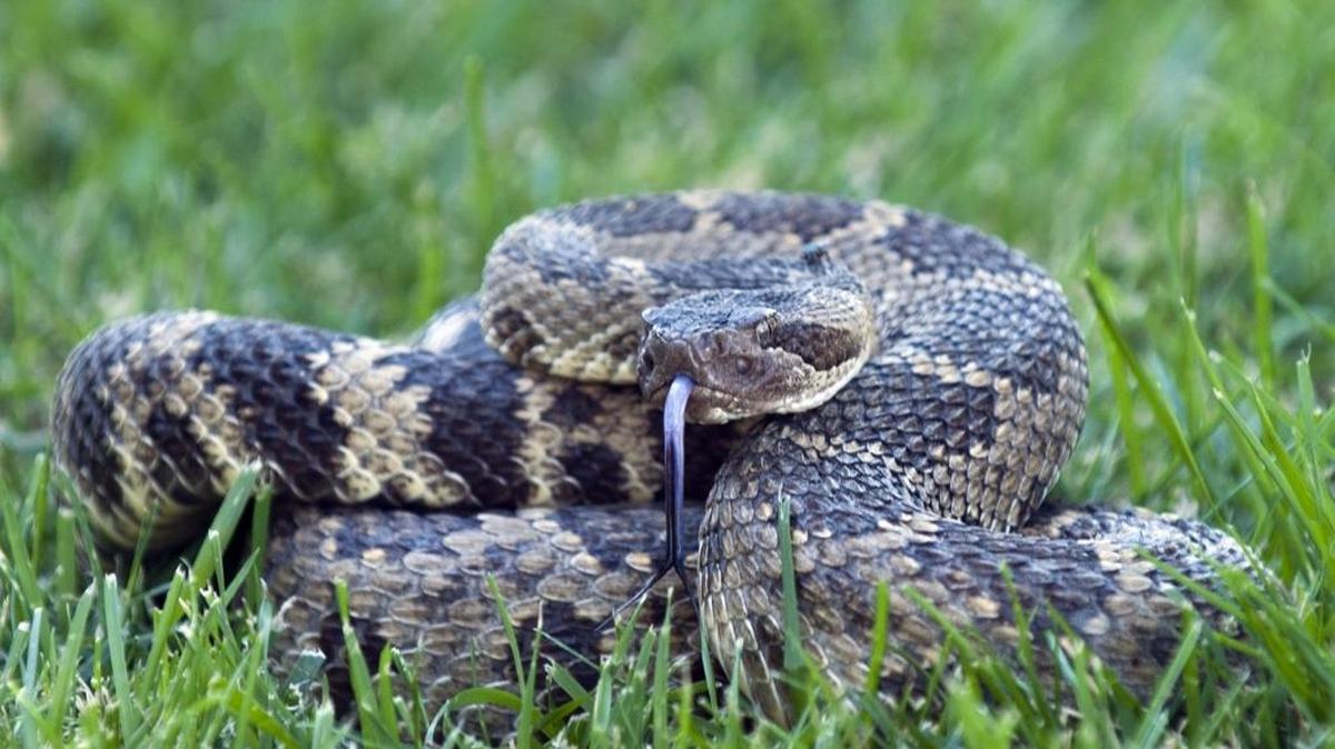 Snake wrangler Len Ramirez shows a 3-foot rattlesnake that he caught in 2012 in Lincoln .