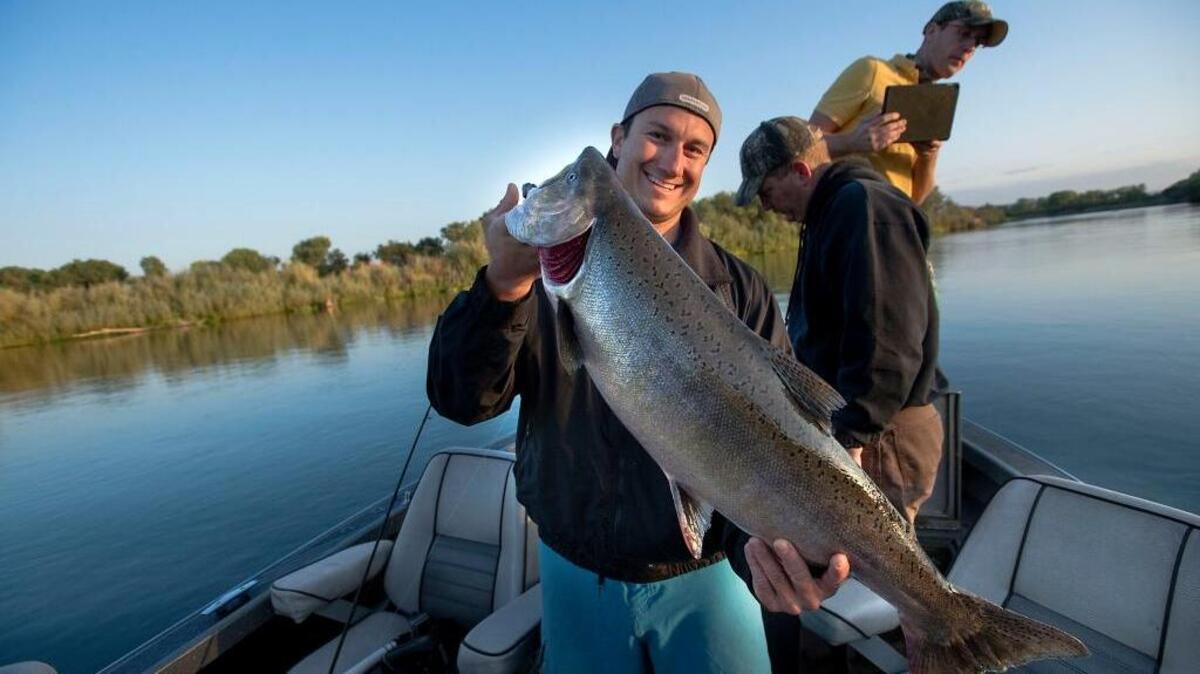 Shawn Gallagher of Costa Mesa displays a salmon he caught on the Sacramento River near Los Molinos on Sept. 3, 2015.