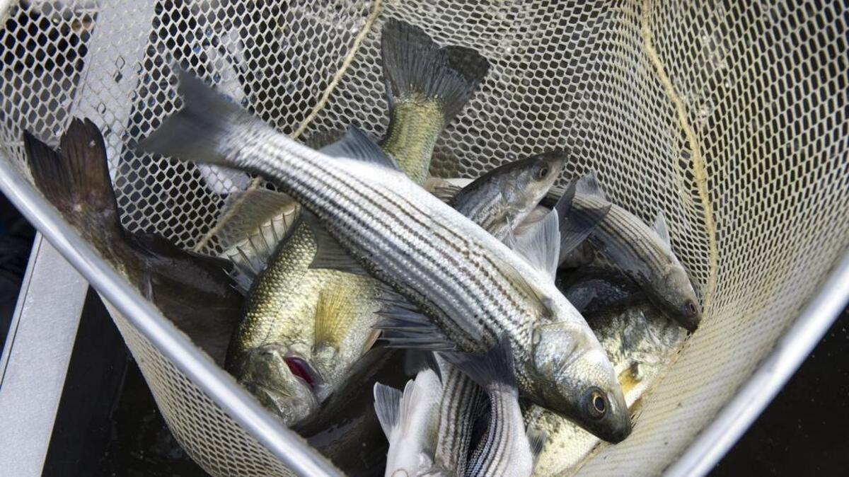 Largemouth and striped bass are transferred to a holding tank in Clifton Court Forebay in the Sacramento-San Joaquin Delta on Tuesday, May 3, 2016, in Contra Costa County. Allowing unrestricted fishing for bass or other predators in those areas would reduce risk to endangered salmon, a letter writer says.